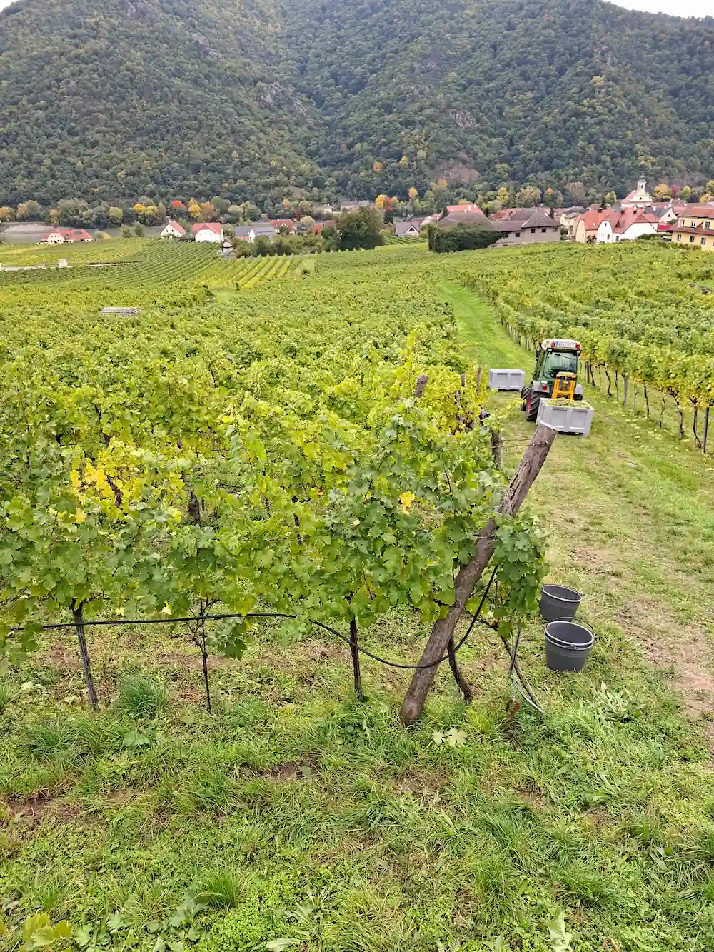 Grüner Veltliner – Media 2