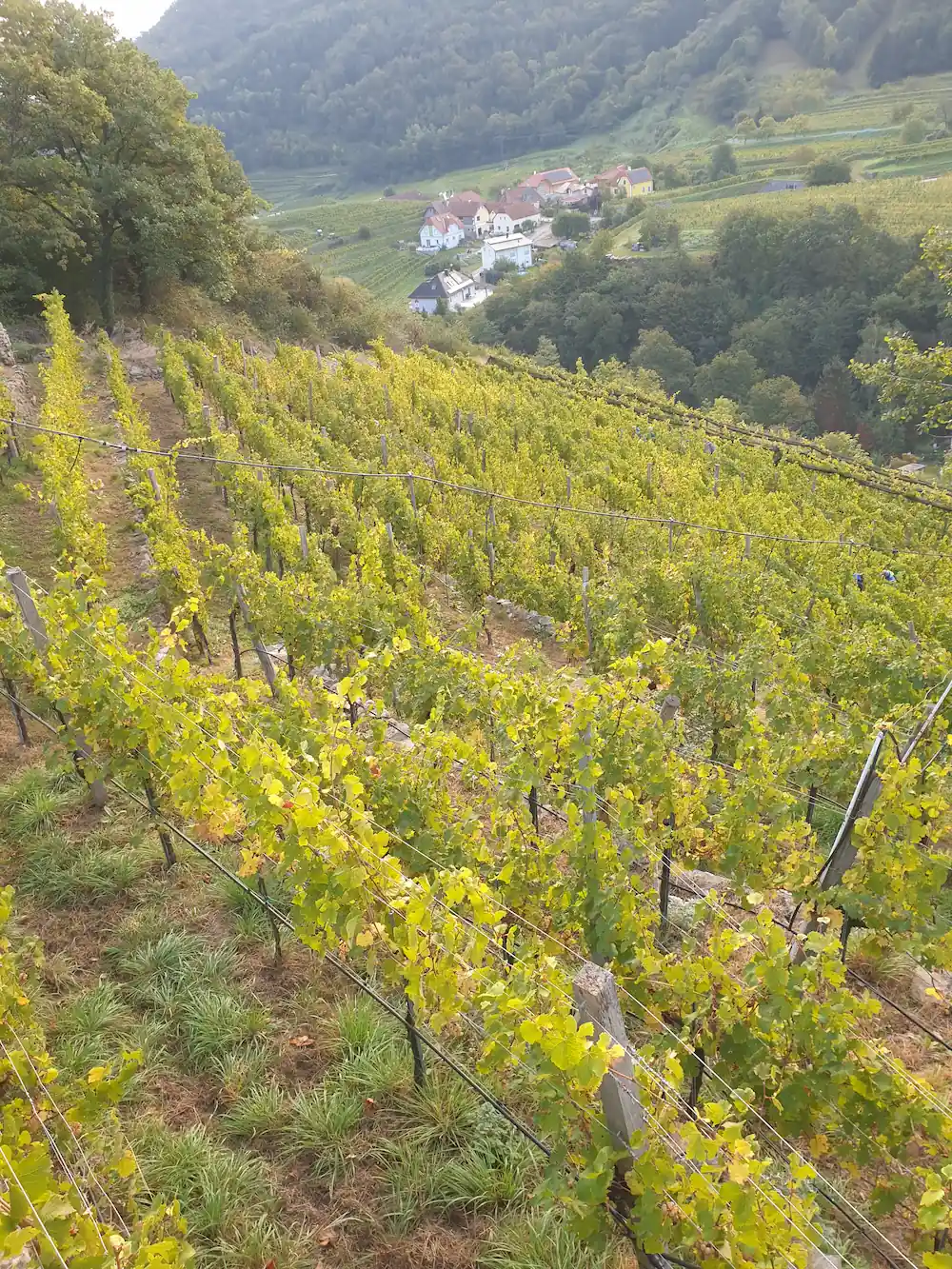 Riesling – Media 2