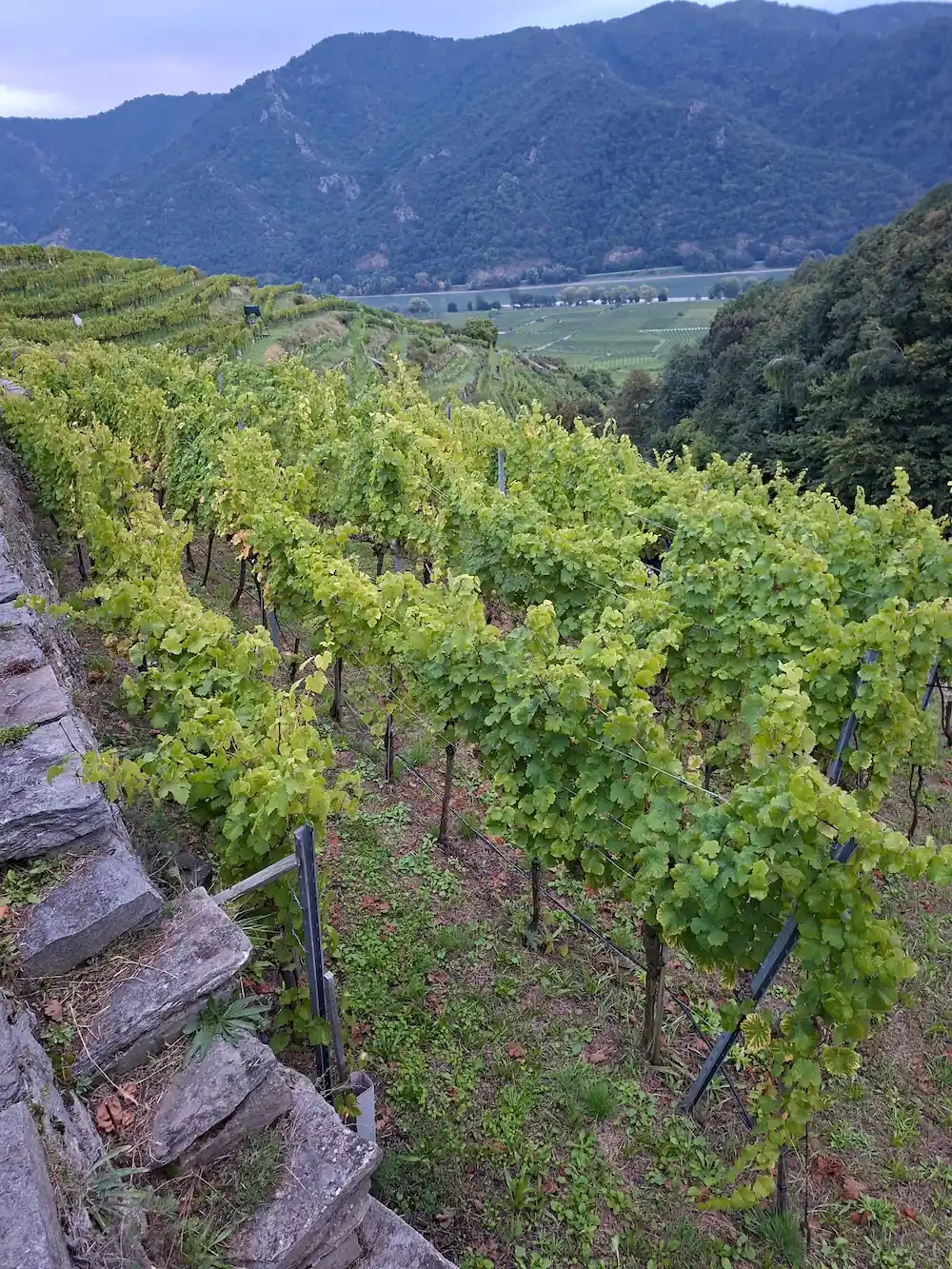 Riesling – Media 2