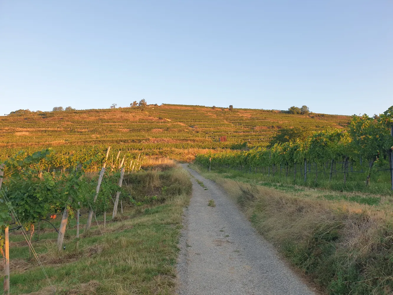 Grüner Veltliner – Media 2