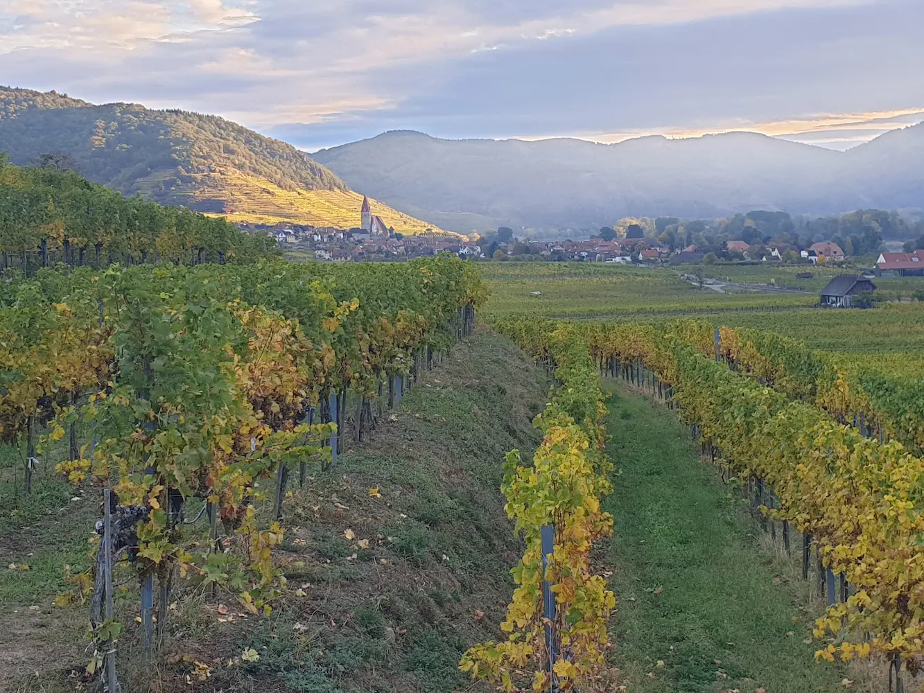 Grüner Veltliner – Media 2